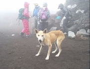 富士山迷い犬.jpg
